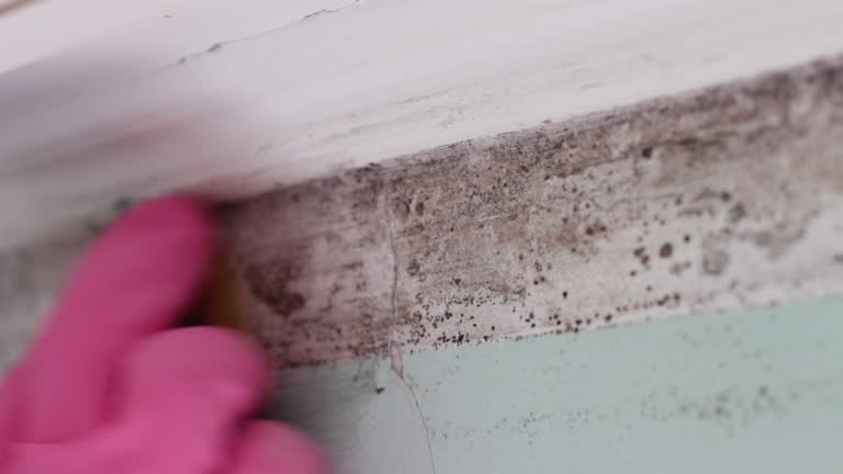 Trusted North Wales, PA Mold Removal Experts